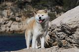 AKITA INU 331